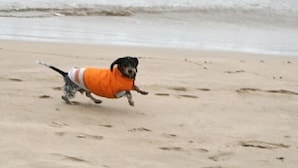 Een hond rent over een zandstrand, met golven op de achtergrond.