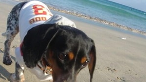 Een hond op het strand.