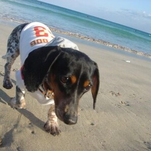 Beach - Izu Kogen Auberge La Belle Equipe (Ito)