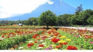 A field of colorful flowers with a mountain in the background. - White Wing (Yamanakako)