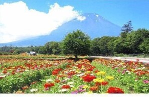 Miscellaneous - White Wing (Yamanakako)