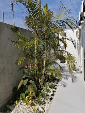 A narrow pathway flanked by a concrete wall and a white building, with a small palm tree and various plants along the path. - Salty House (Urasoe)