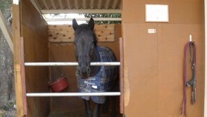 Ein Pferd in einem Stall mit einem roten Eimer und einer violetten Führleine.