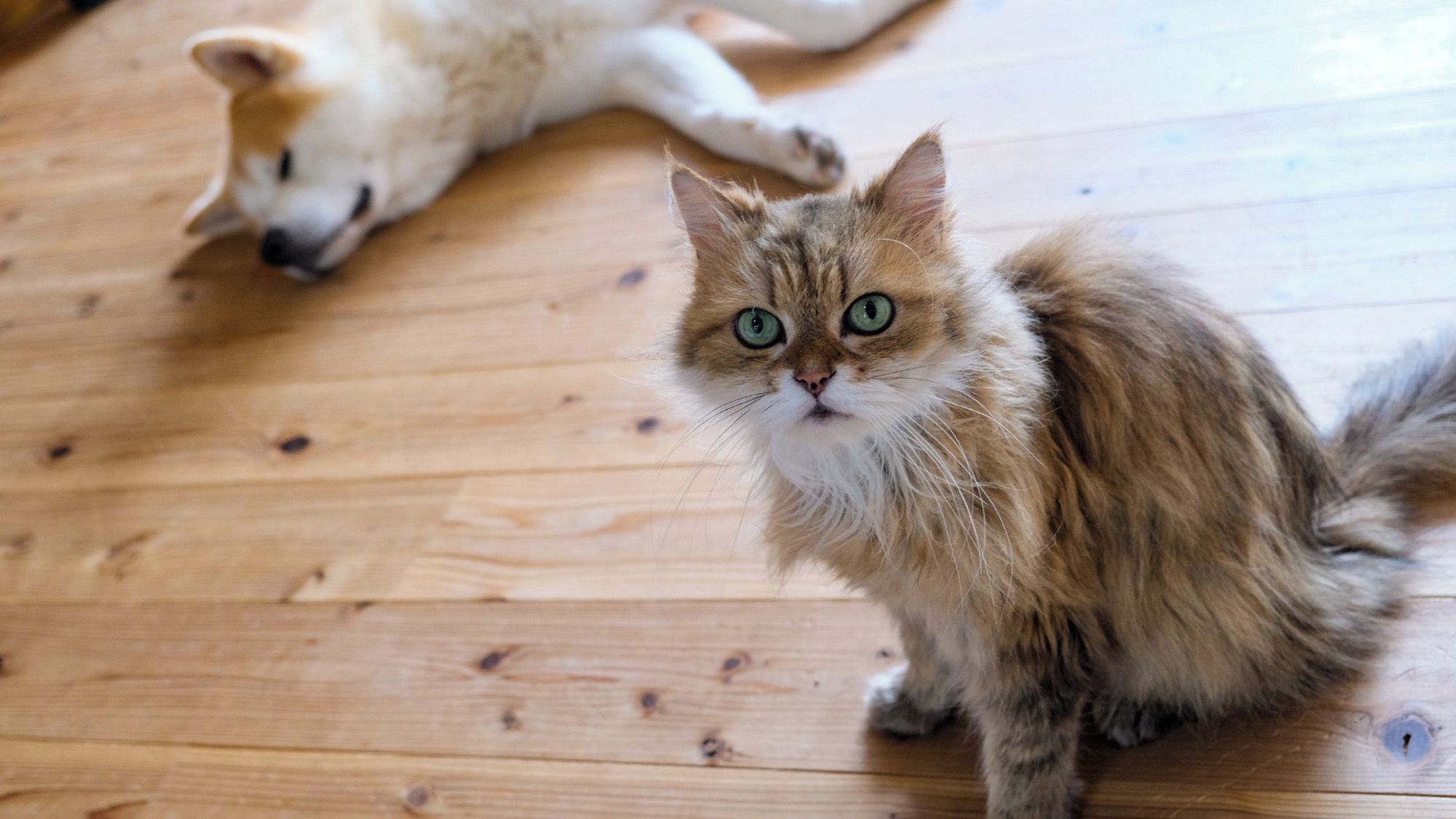 Animaux de compagnie acceptés