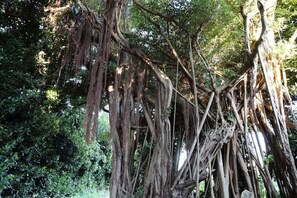Un amas dense de racines d’arbres, sans bâtiments ni constructions apparents.