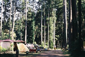 Ein bewaldeter Campingplatz mit Zelten und einem Feldweg.