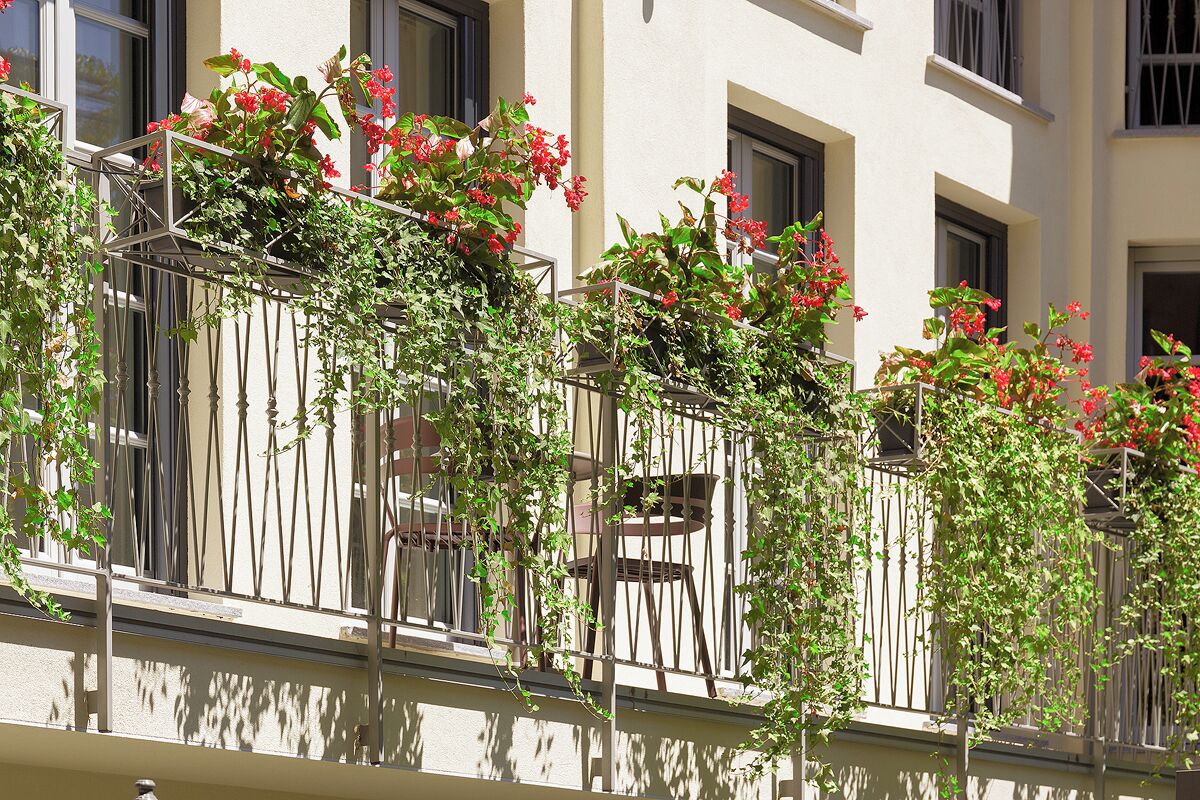 A building facade with multiple balconies, each adorned with climbing plants and red flowers.