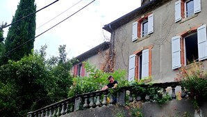 A stone balustrade with greenery, a building with multiple windows and shutters, and a tall tree.