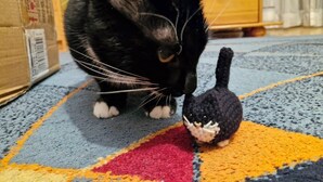 Um gato preto com peito e patas brancas, sentado em um tapete multicolorido, com um gatinho por perto.