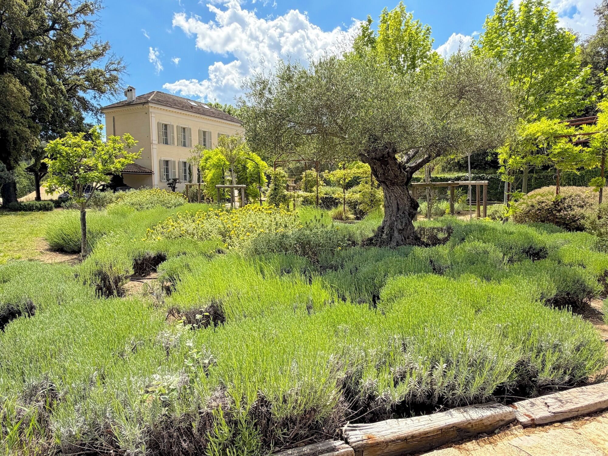 A garden with a large tree, various plants, and a building in the background.