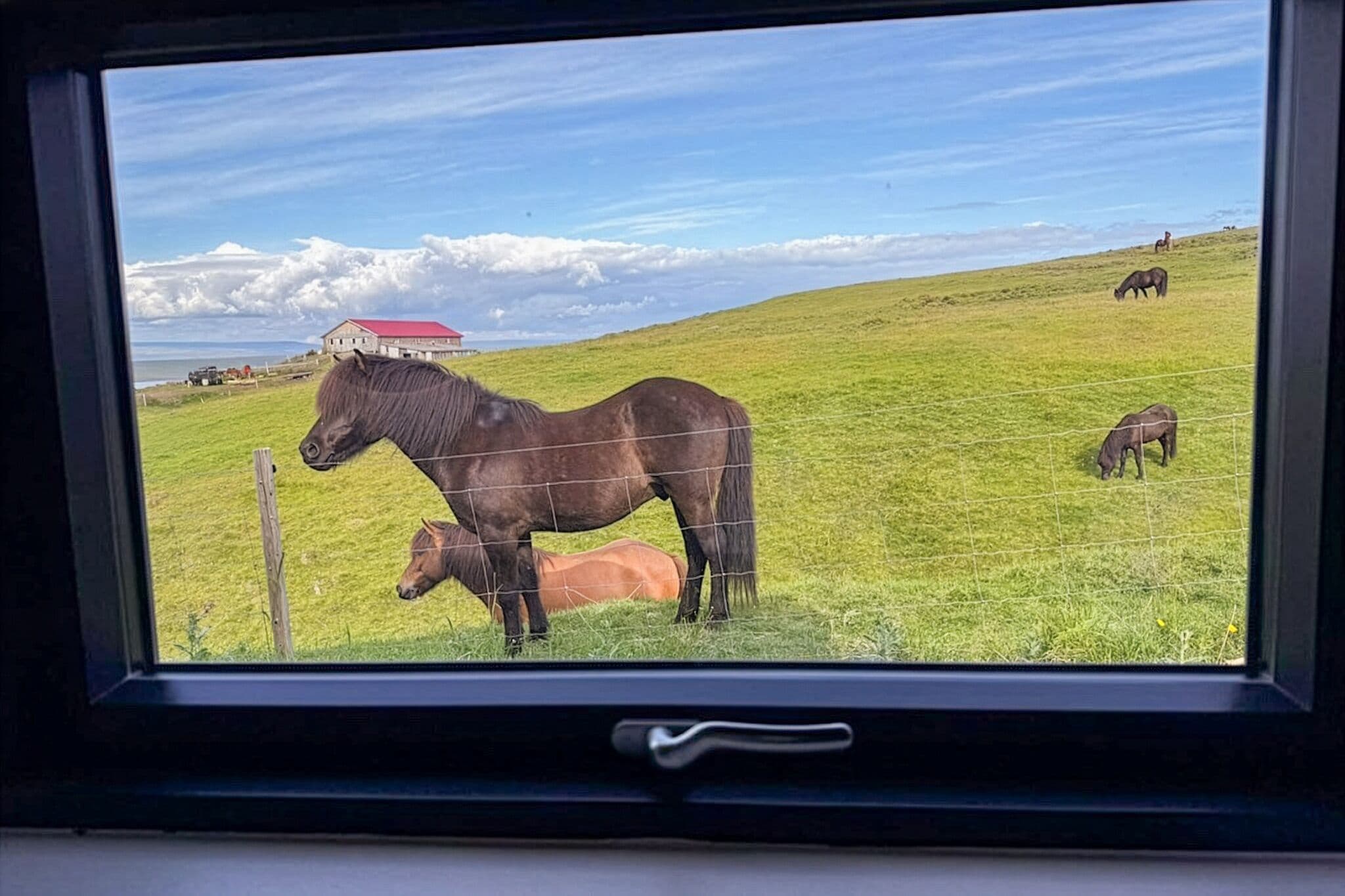 A window view of a grassy field with horses and a red-roofed building in the distance.