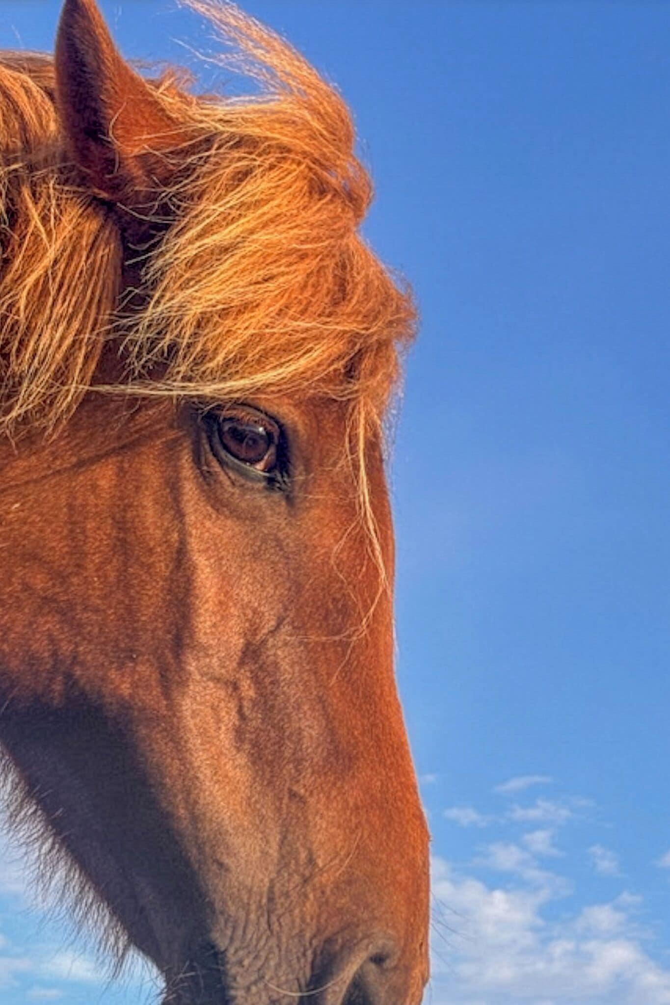 A close-up of a horse's head with a clear blue sky in the background.