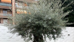 A mature olive tree with a thick trunk and dense foliage in a landscaped garden area. - GREY HOUSE SRLS (Latina)