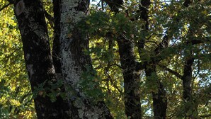 Un bosque denso con árboles grandes y un muro de piedra al fondo.