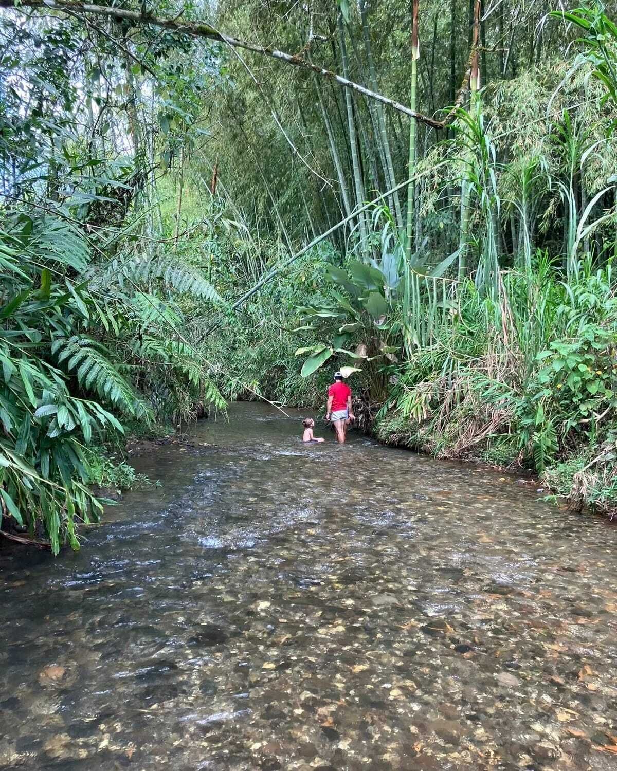 A natural stream surrounded by dense vegetation.