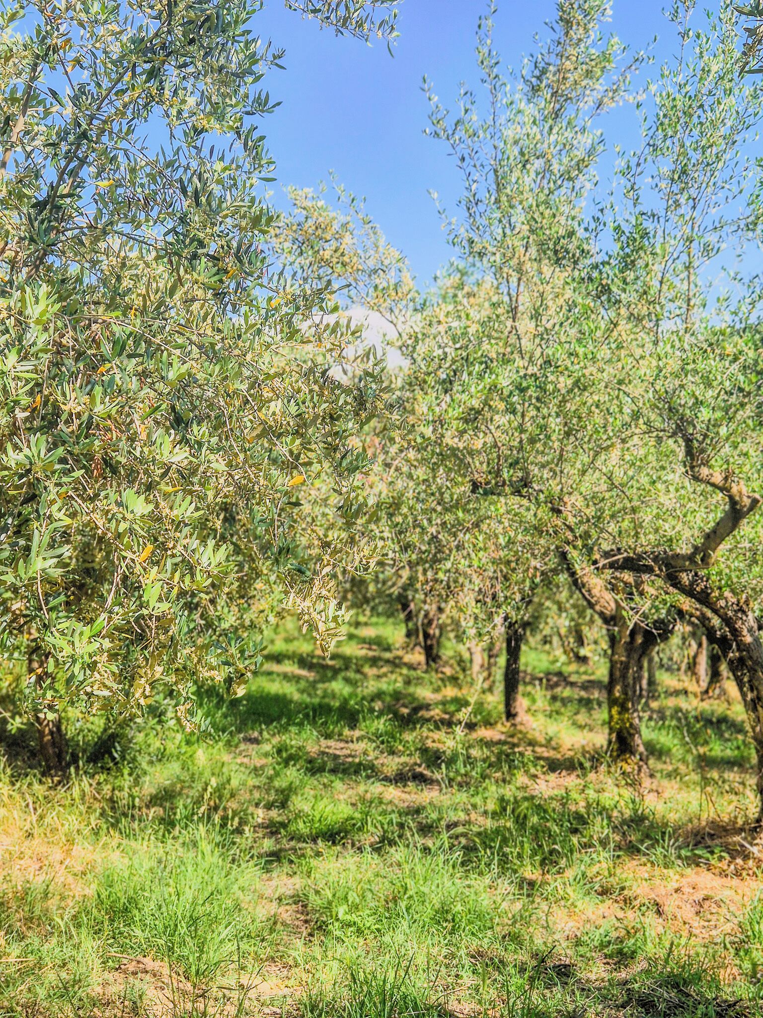 An olive grove with trees and grass.
