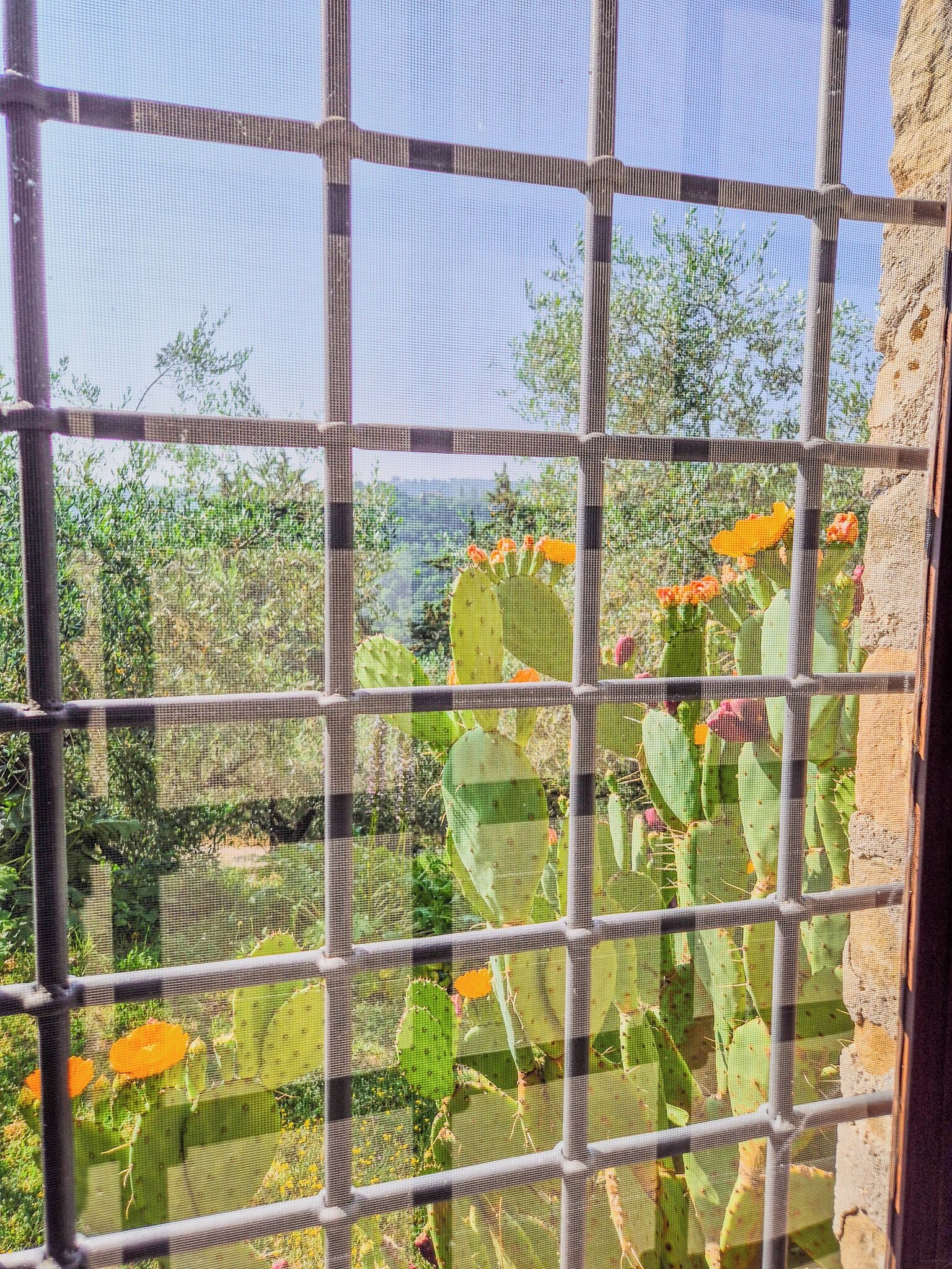 Vistas al campo desde el alojamiento