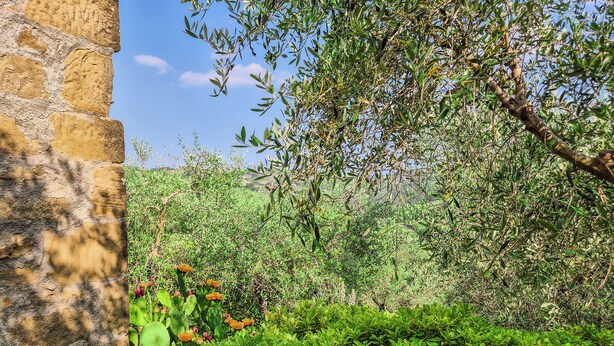 A garden with various plants and a stone wall.