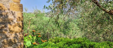 Comfort Apartment | Garden view