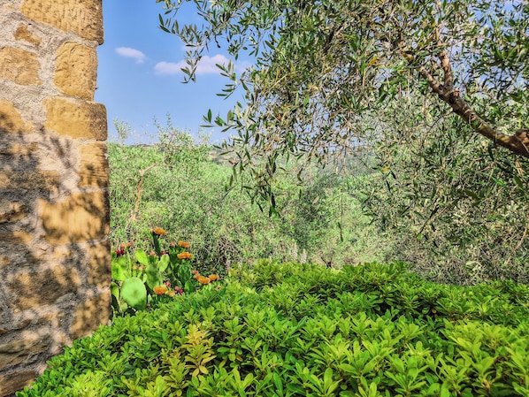 Comfort Apartment | Garden view