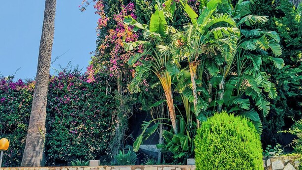A pool area with a stone wall, palm trees, and various tropical plants. - Domus Dea - Appartamento Afrodite (Mondello)