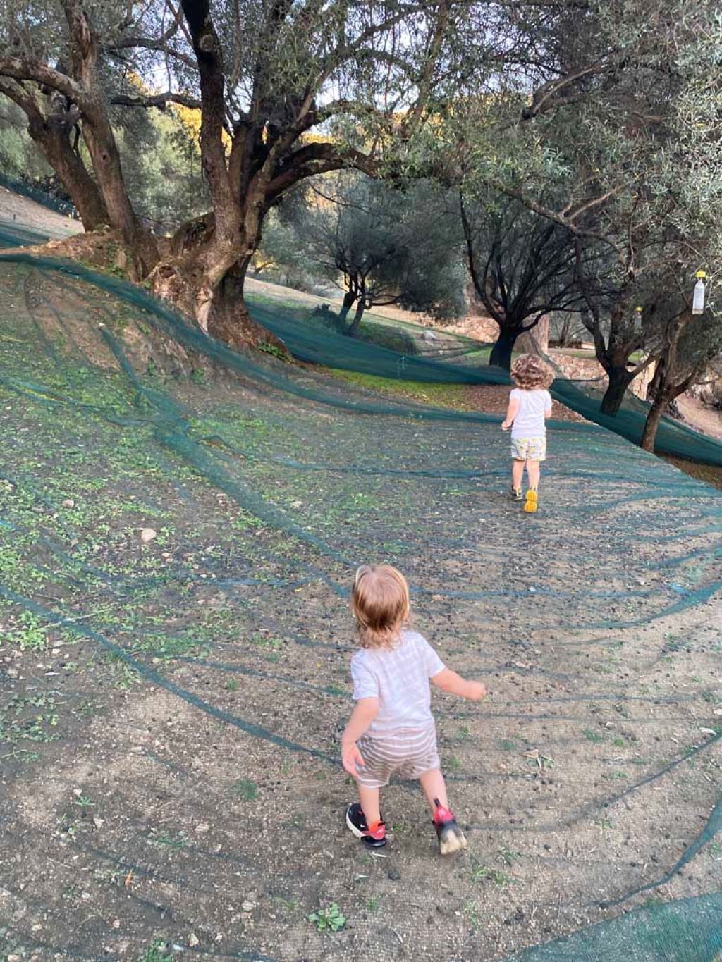 A dirt path with trees and a grassy area.