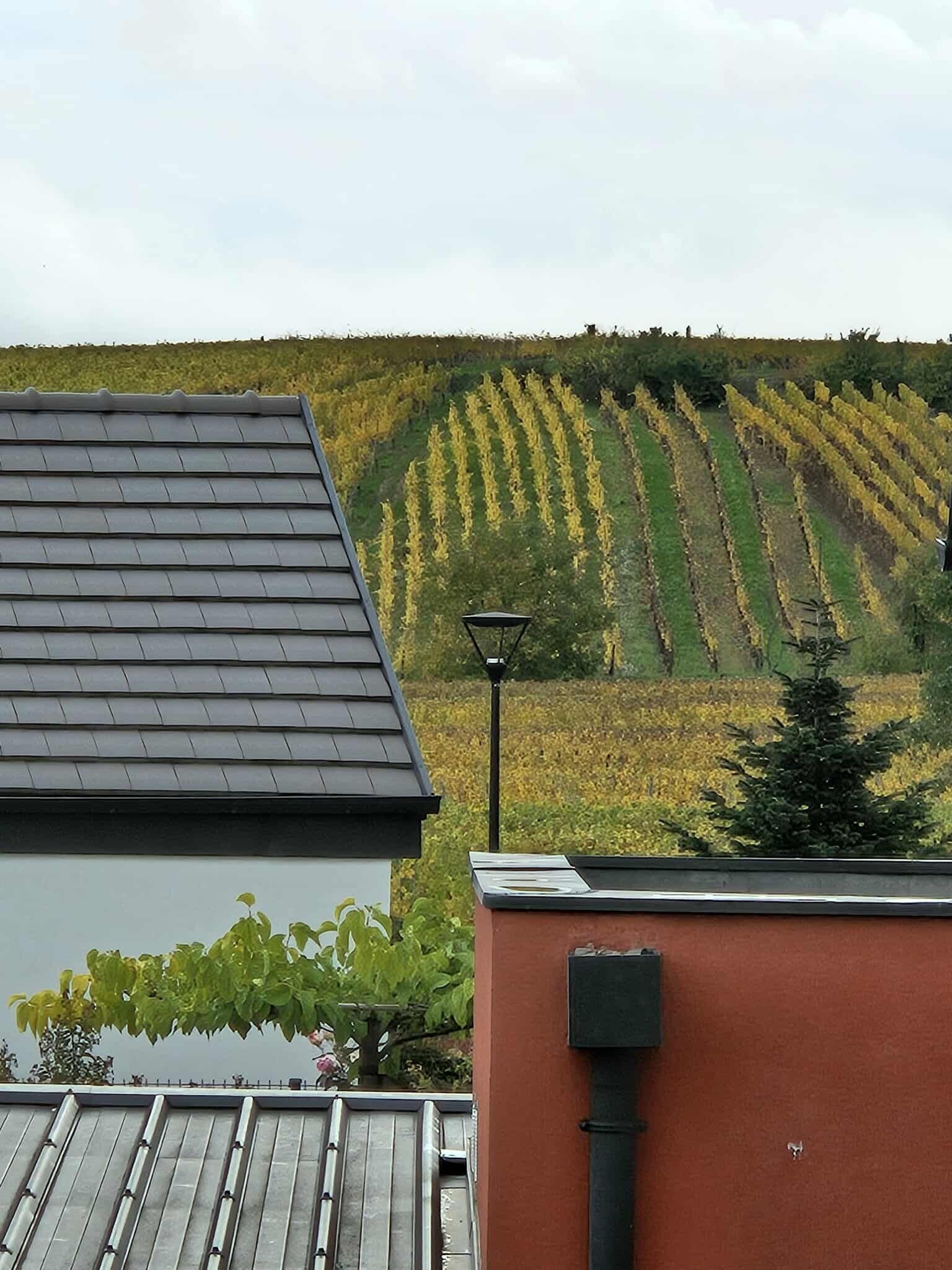 A building with a sloped roof and a view of a vineyard in the background.