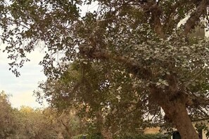 Miscellaneous - WanderHaus Stays – Where Comfort Meets Convenience (Cairo)