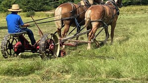 Ein Mann fährt mit einem pferdegezogenen Pflug durch ein Feld, im Hintergrund ist ein Wald zu sehen.