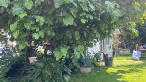 Property grounds - Les Studios de la Côte Roz: Solo Traveler, Garden (Perros-Guirec)
