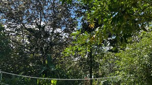 A grassy outdoor area with a wire fence, surrounded by trees and vegetation.
