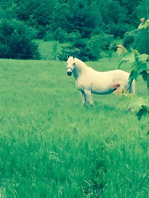 Miscellaneous - Pleasant campground retreat in Wadhams perfect for outdoor lovers (Wadhams)