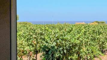 A vineyard with rows of grapevines and a clear view of the ocean in the background.