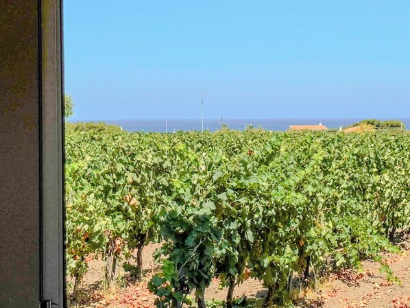 A vineyard with rows of grapevines and a clear view of the ocean in the background. - Annarosa (Sorso)