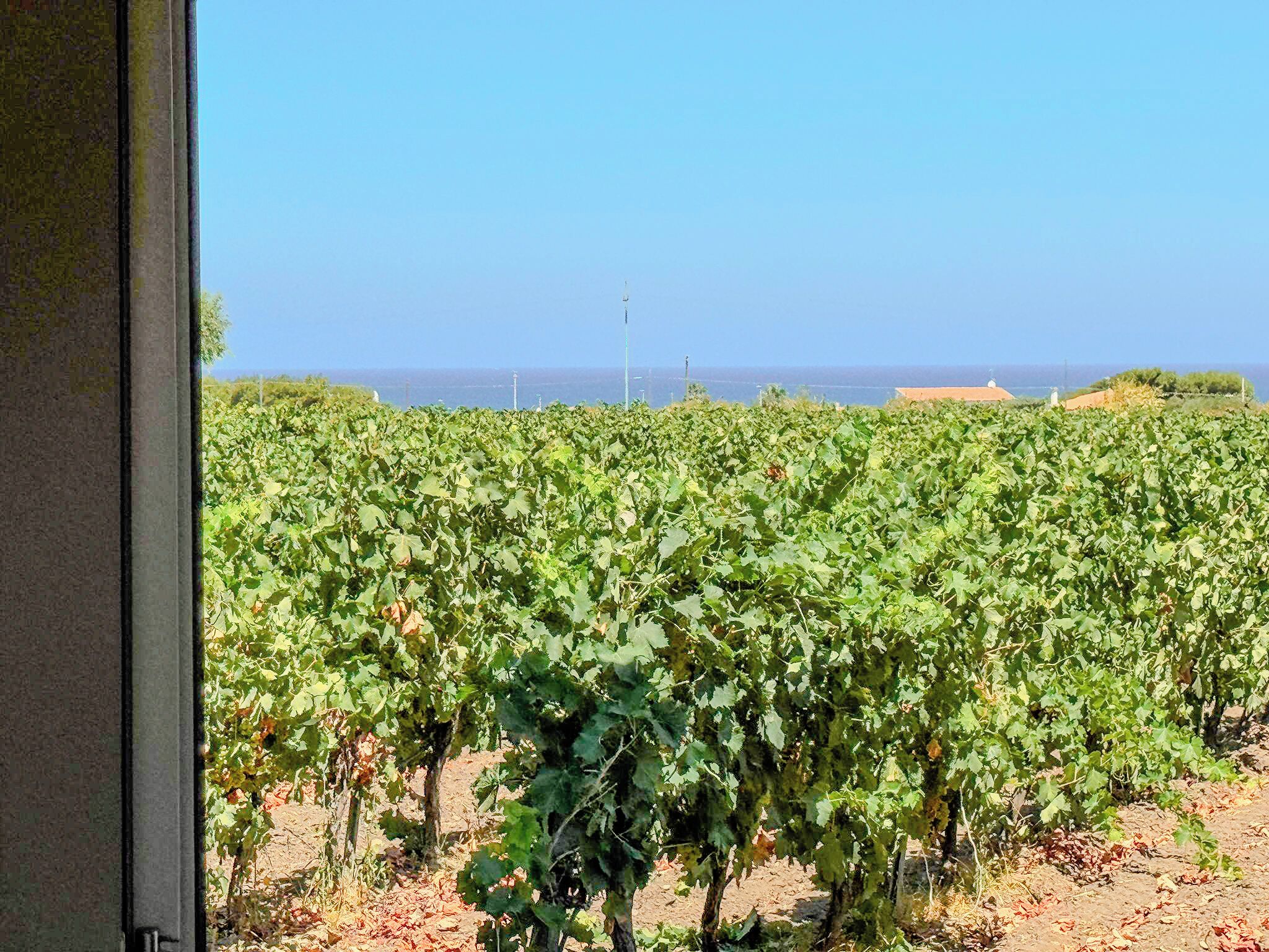 A vineyard with rows of grapevines extending towards a coastal view.