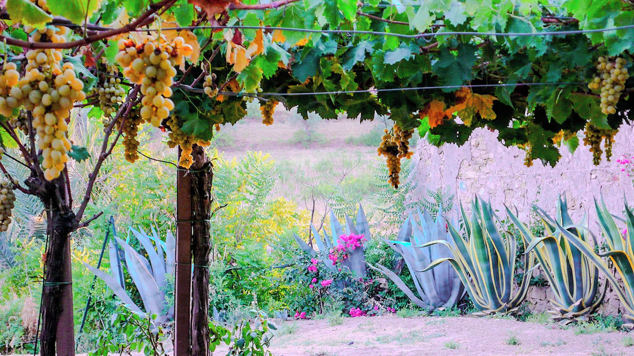 Exclusive-Apartment | Blick auf den Garten