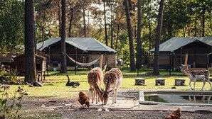 Un camping con tiendas de campaña, un estanque y animales, incluyendo ciervos y gallinas.