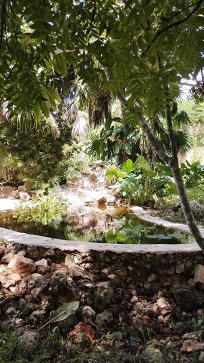 A garden with a pond, surrounded by rocks and various plants.