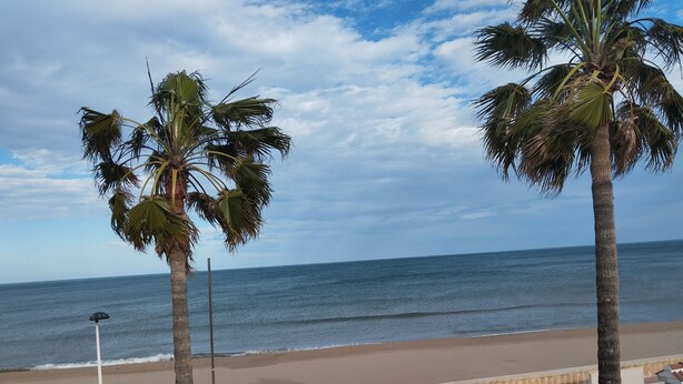 A beach view with palm trees, a white wall, and a paved walkway.
