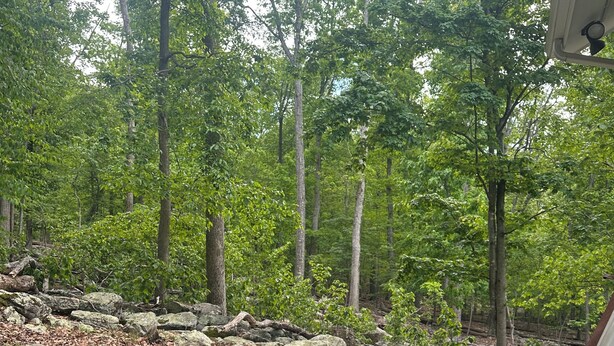 Un bain à remous entouré d’une forêt naturelle.