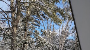 Sentiero innevato in una foresta con alberi alti e cielo azzurro.