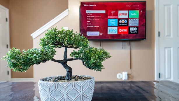 A bonsai tree in a patterned pot on a reflective surface with a TV displaying streaming services in the background. - Hopes Place Near Ft Campbell (Clarksville)
