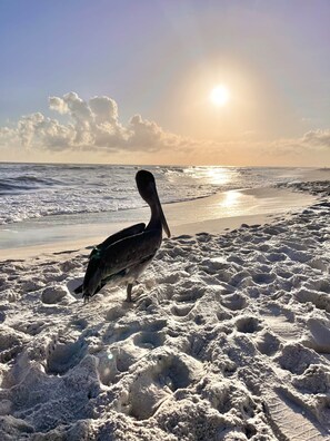 A bird on a sandy beach with the sun setting in the background. - Coastal Escape Includes Golf Cart, Bikes and Multiple Covered Outdoor Areas (Dauphin Island)