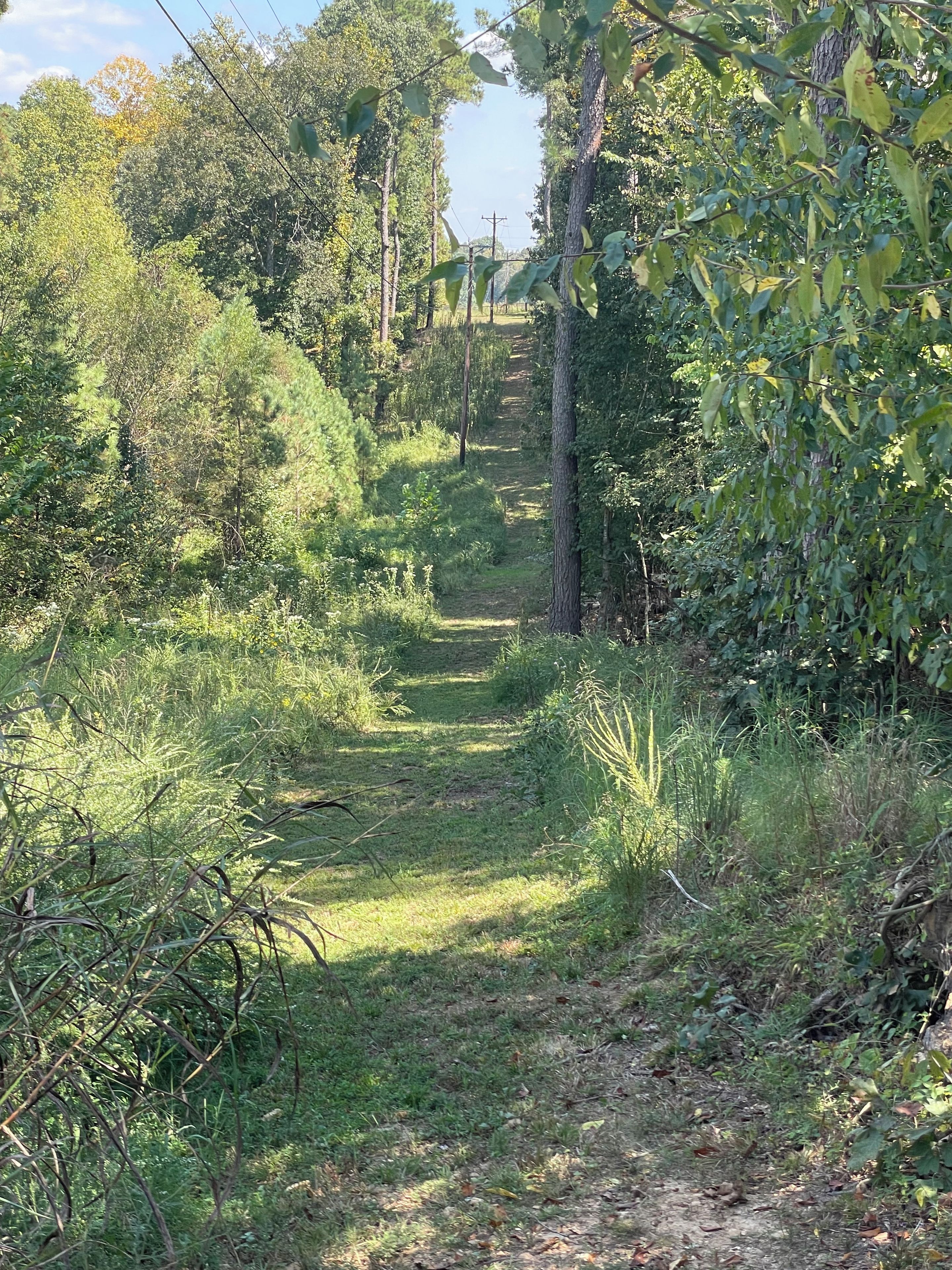 Un sentier étroit et terreux, bordé d’une végétation luxuriante et d’arbres.