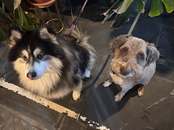 Deux chiens assis sur un sol carrelé, avec une plante en arrière-plan.