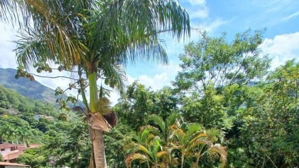 Un jardin luxuriant avec un palmier, une variété de plantes tropicales et un petit étang.