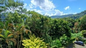 Un jardin luxuriant, où l’on trouve une grande variété de plantes tropicales et un petit étang.