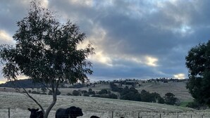 A rural landscape with a group of cattle grazing near a tree and a fence.