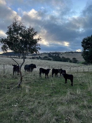 Miscellaneous - Markdale is more than just a farmstay. (Crooked Corner)