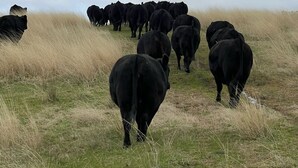 A herd of cattle walking in a grassy field.